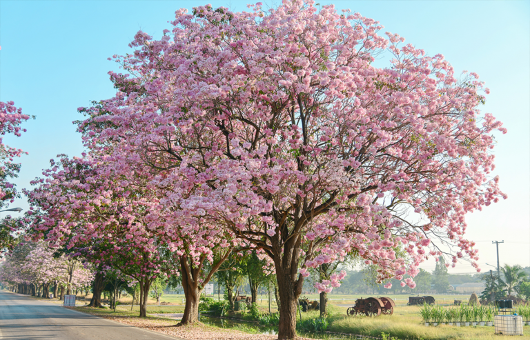 Check – in Spot: the pink trumpet trees at Kasetsart University, Kamphaeng Saen Campus