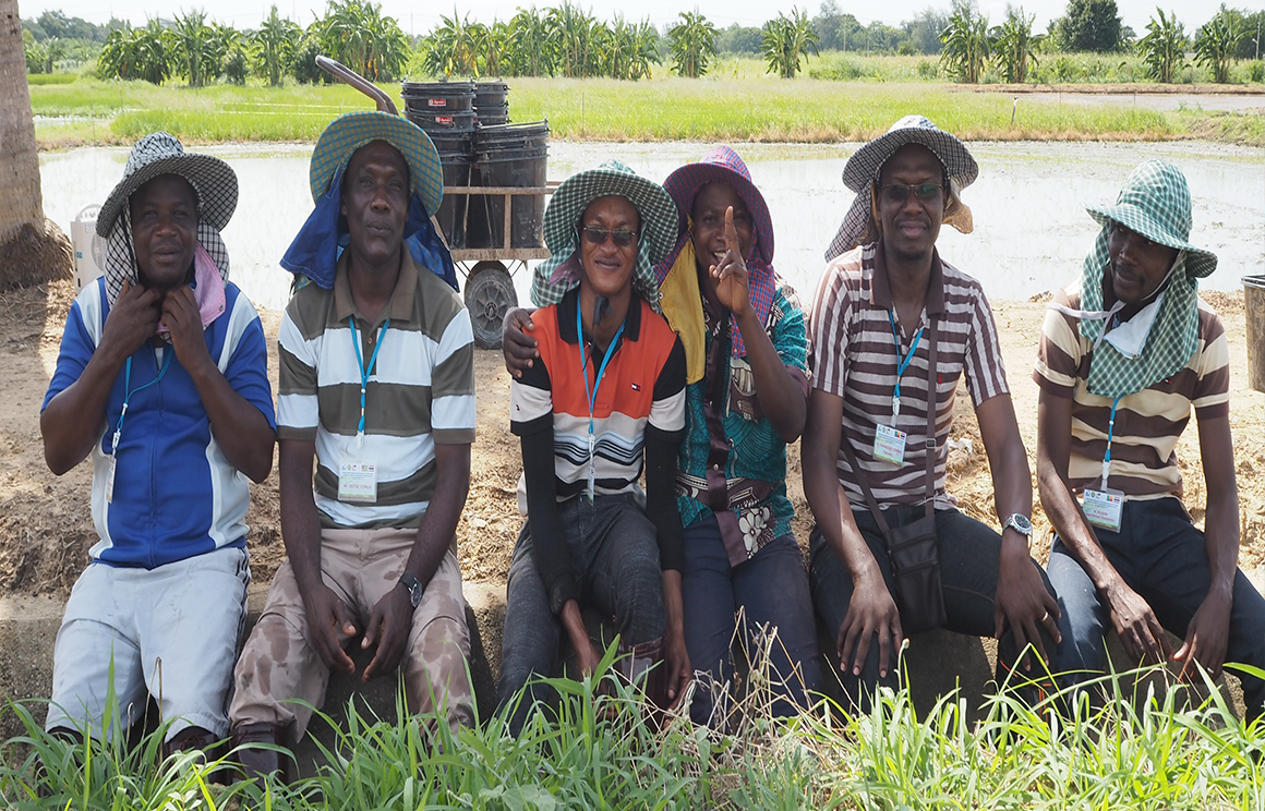Mechanize and rice