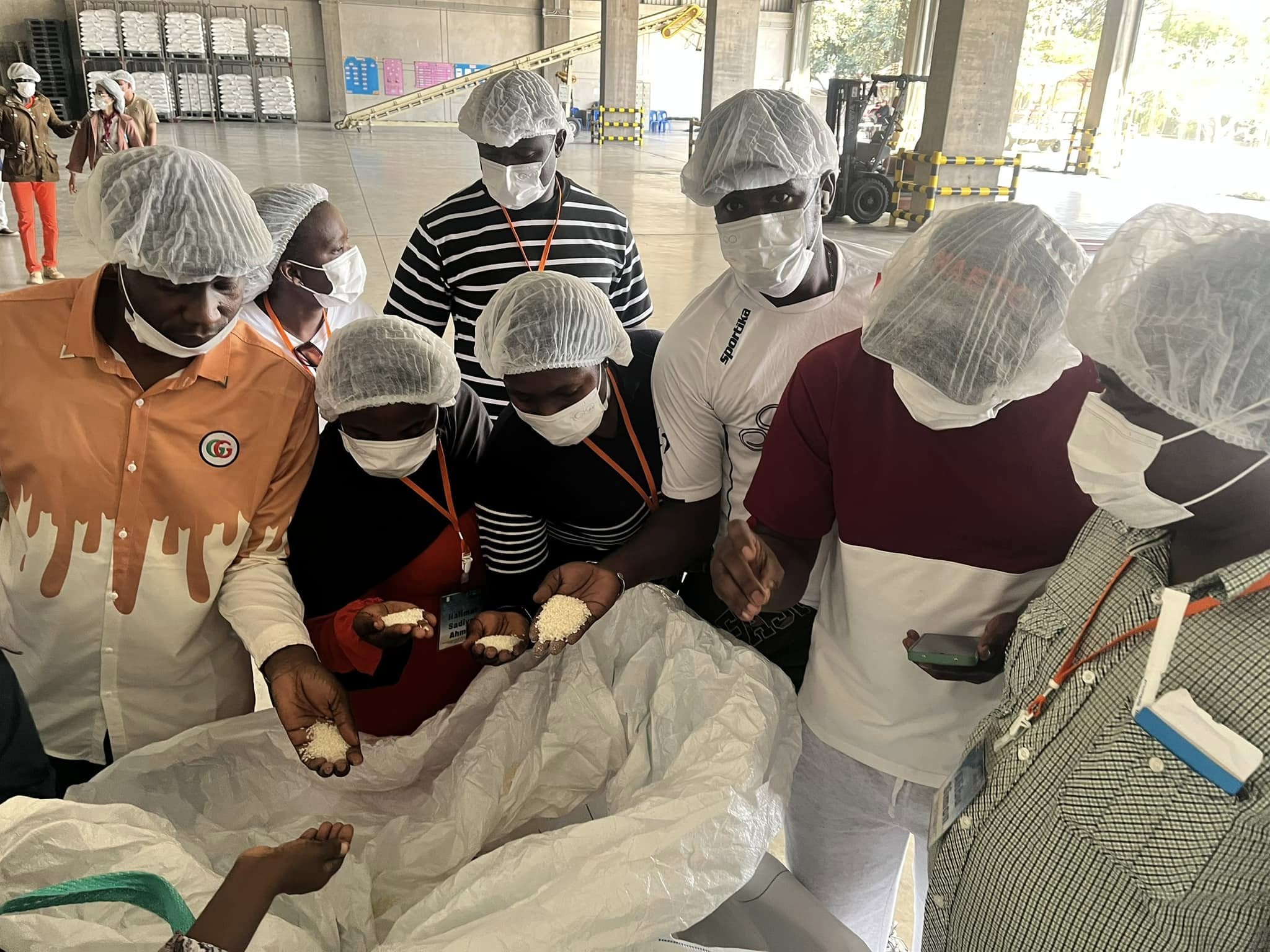 rice production day 11