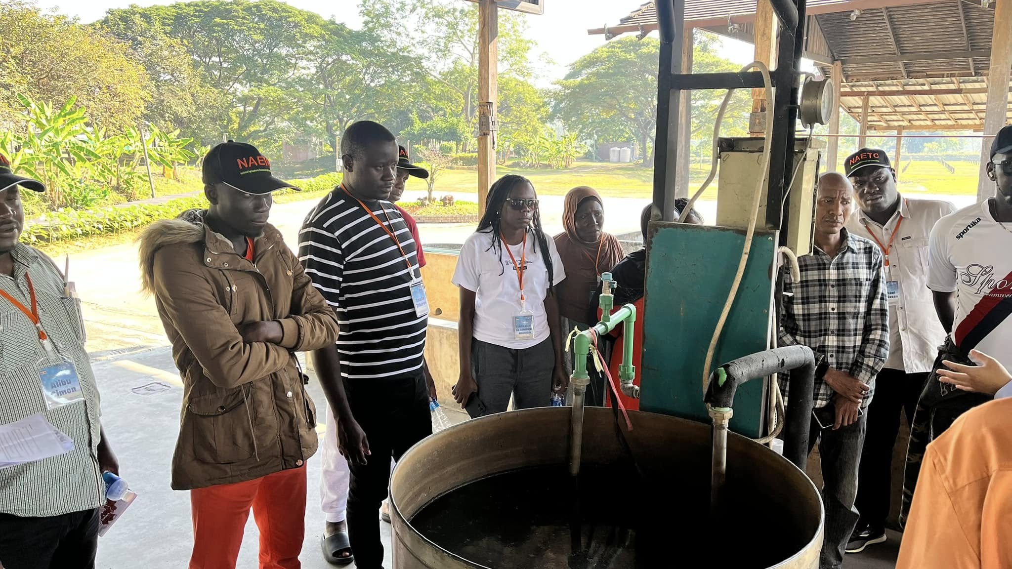 rice production day 11