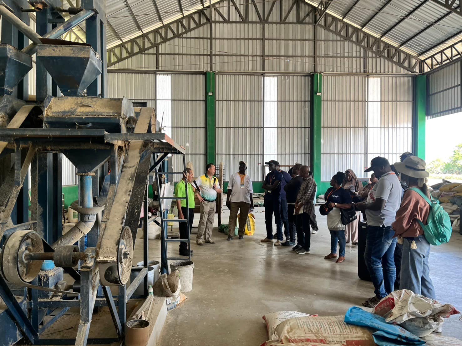 rice production day 12