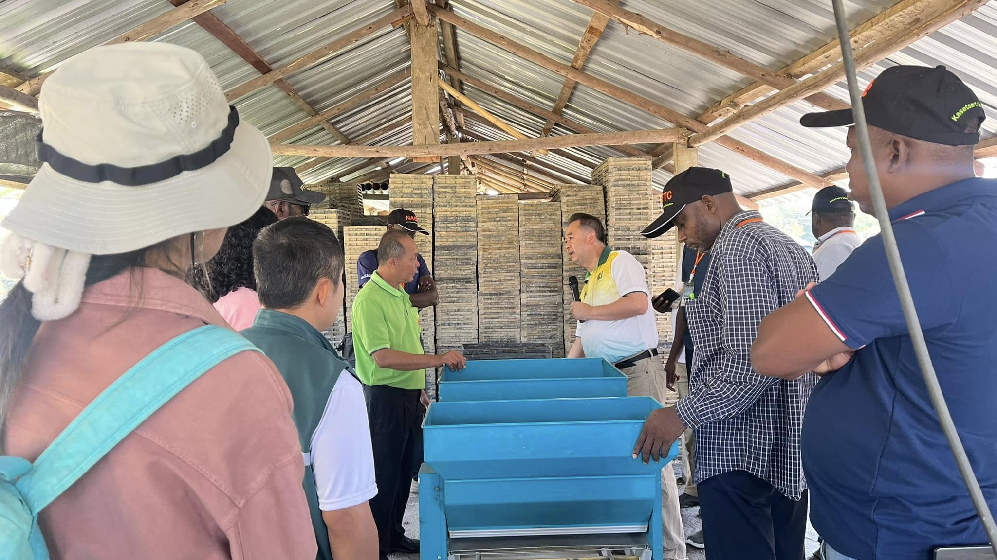 rice production day 12