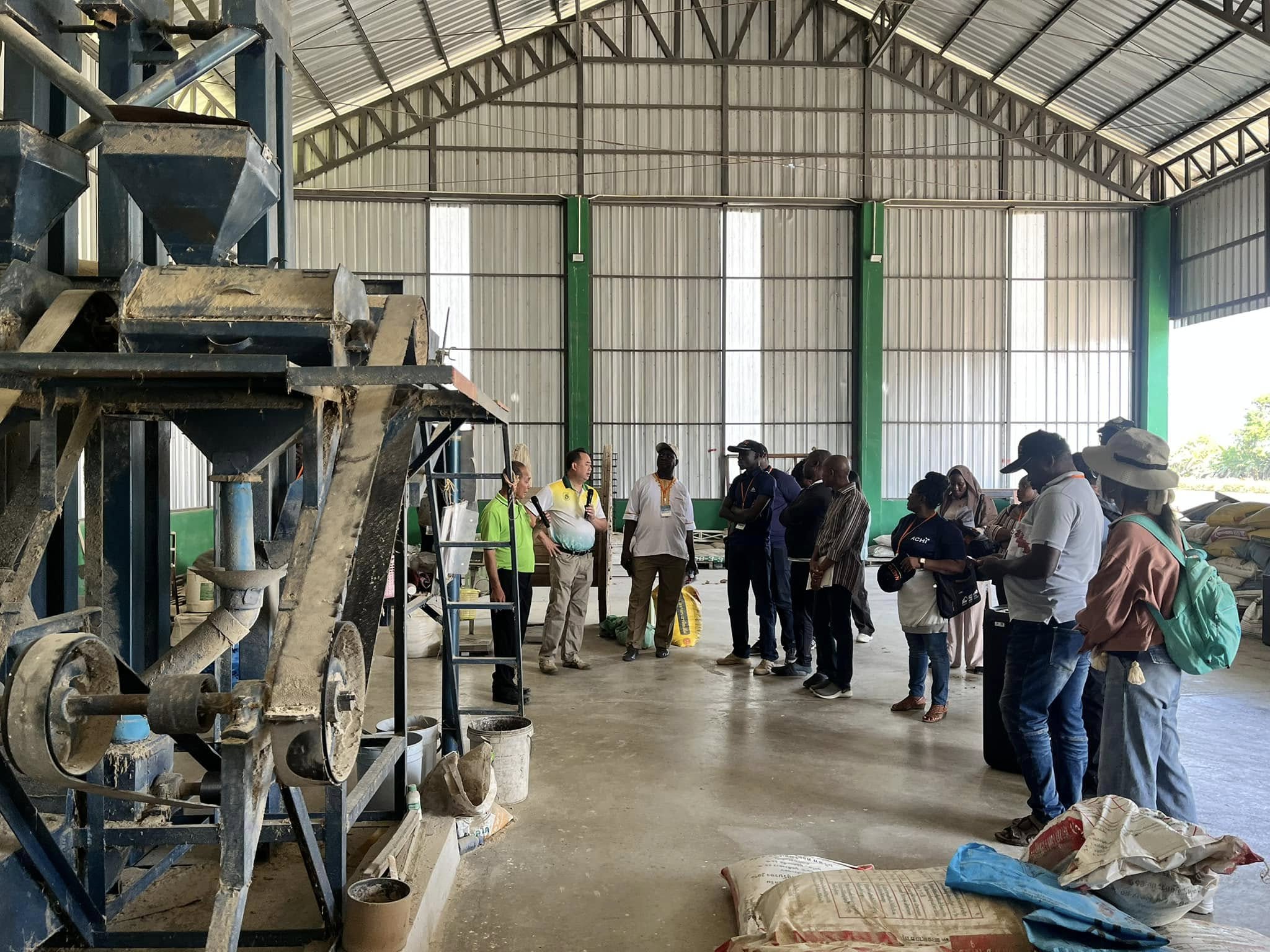 rice production day 12