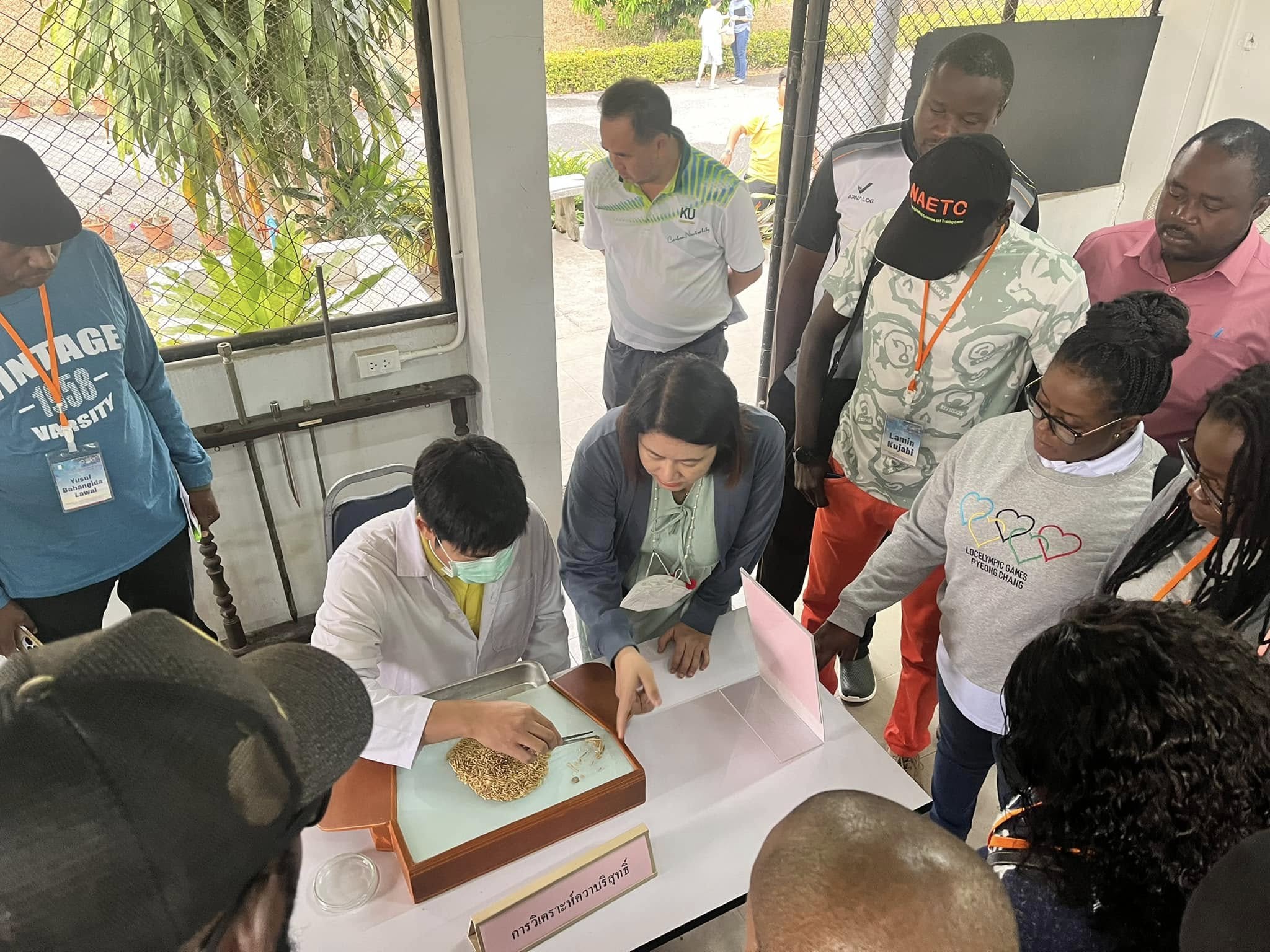 rice production day 14