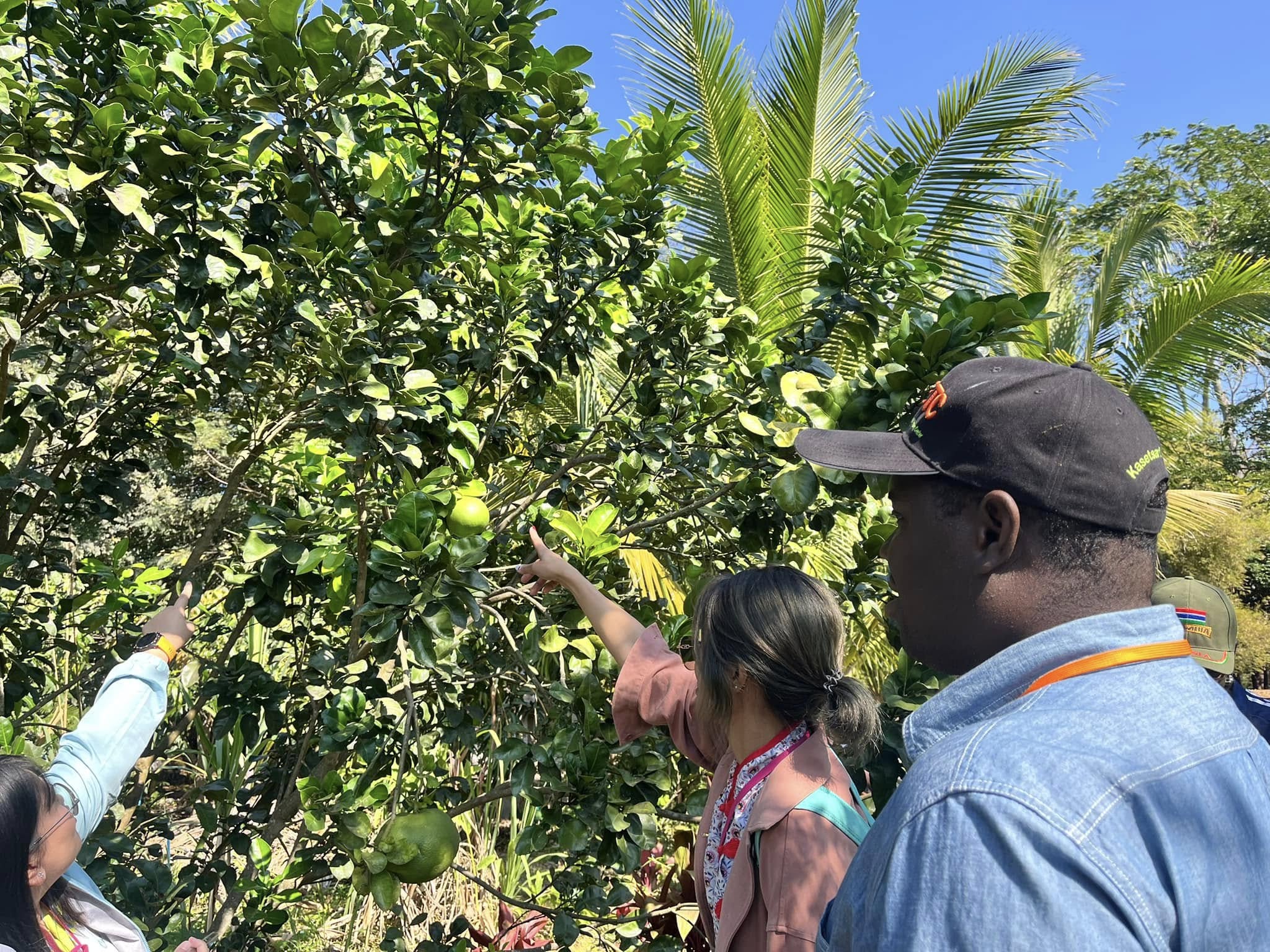 rice production day 13