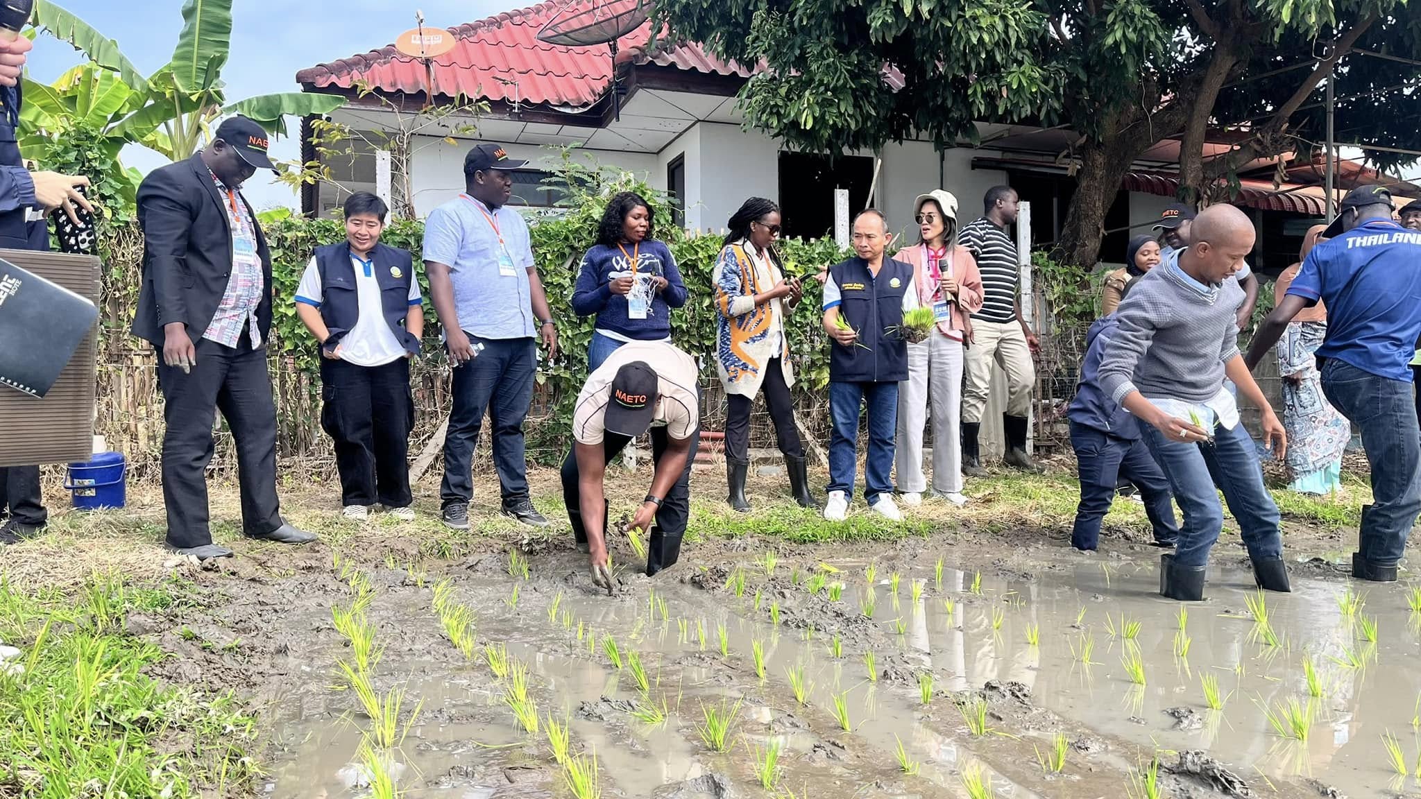 rice production day 15