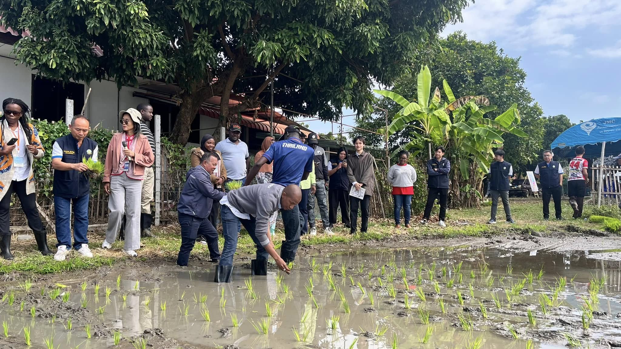 rice production day 15