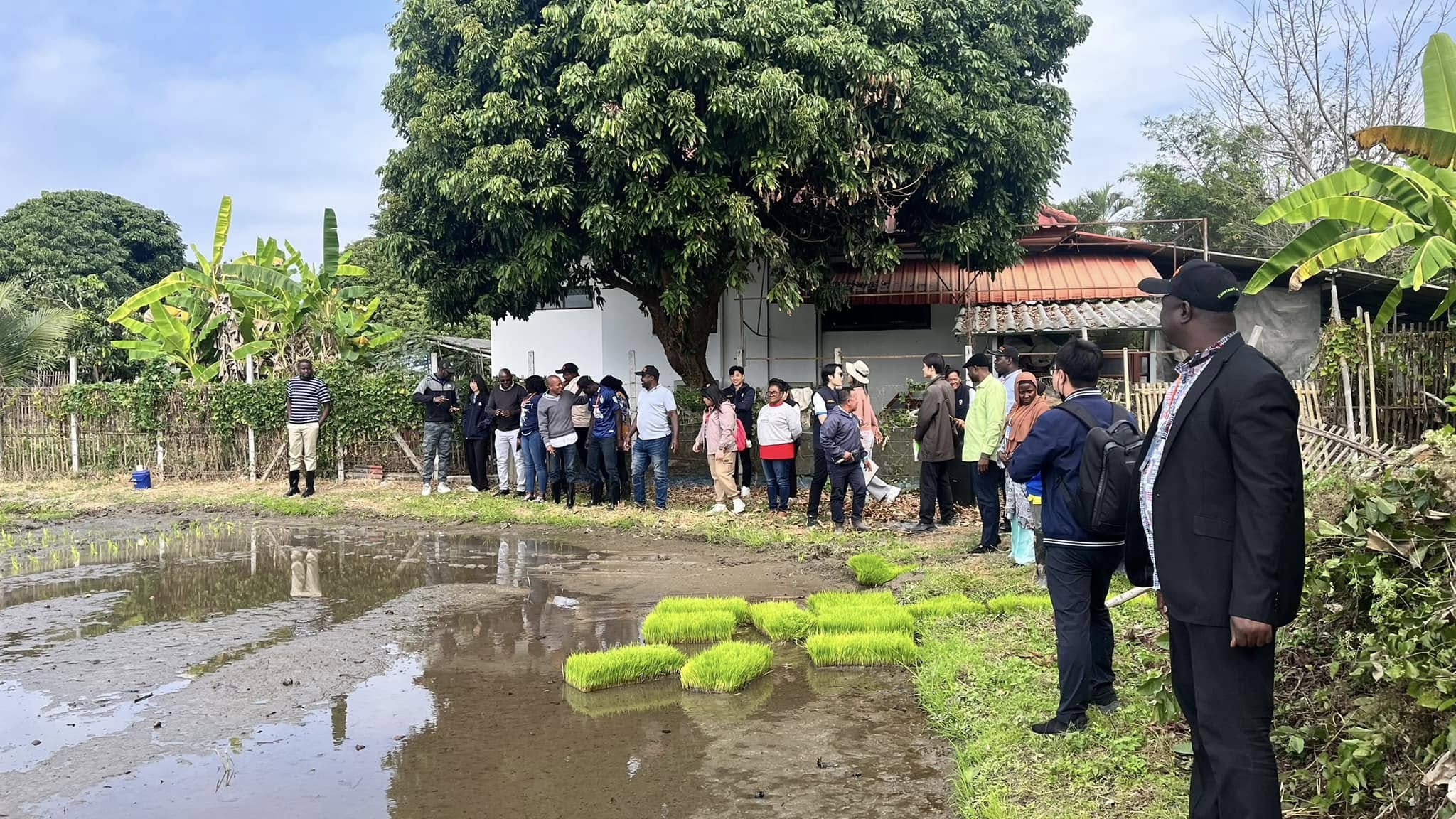 rice production day 15
