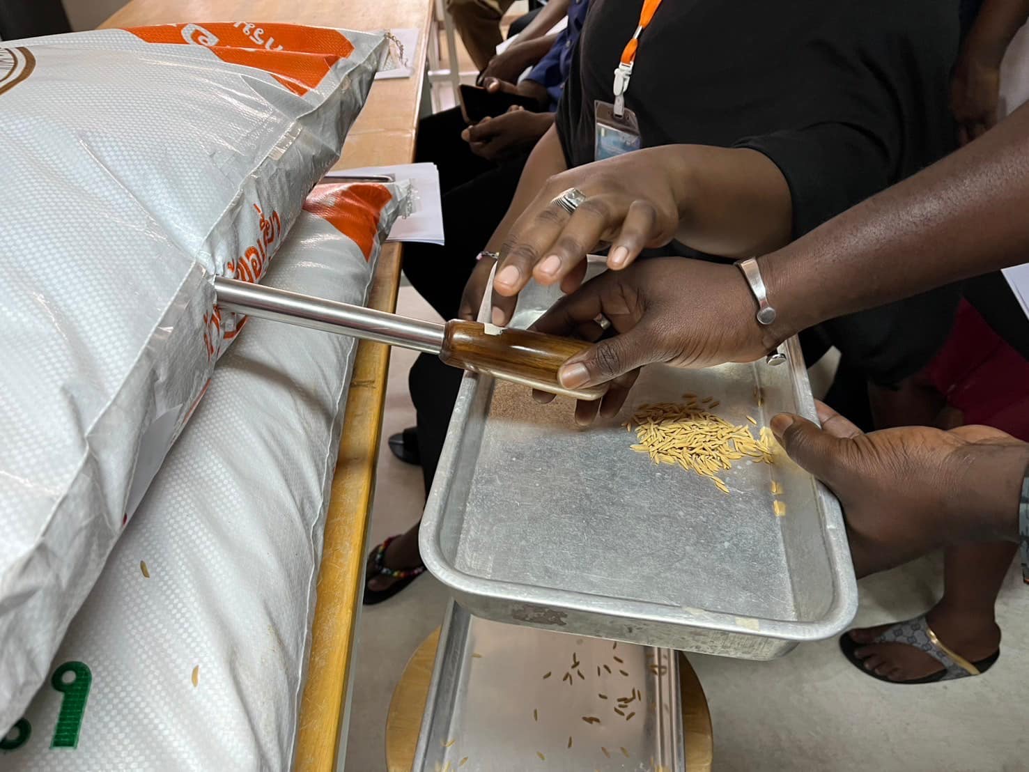 rice production day 17