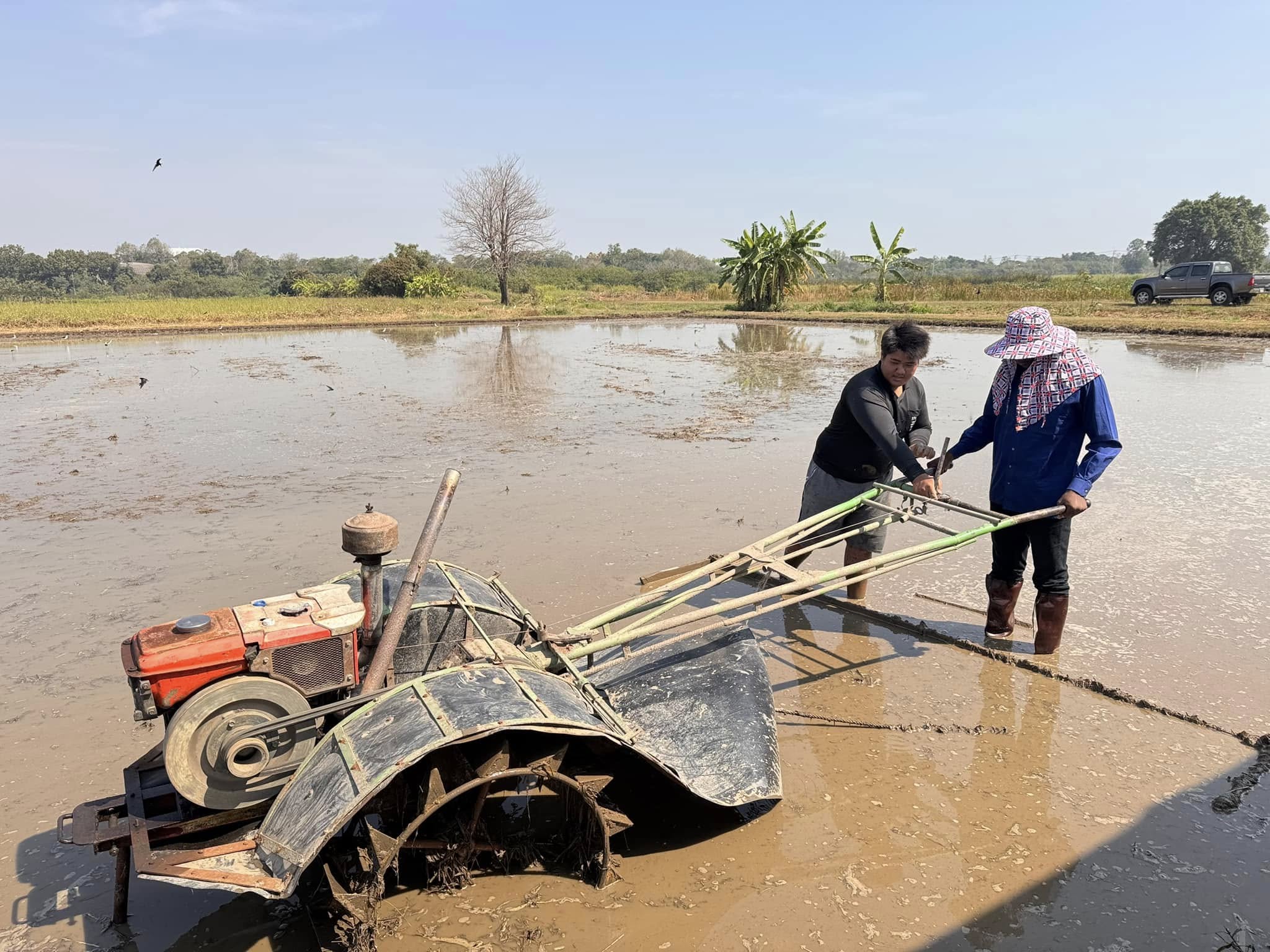 rice production day 17