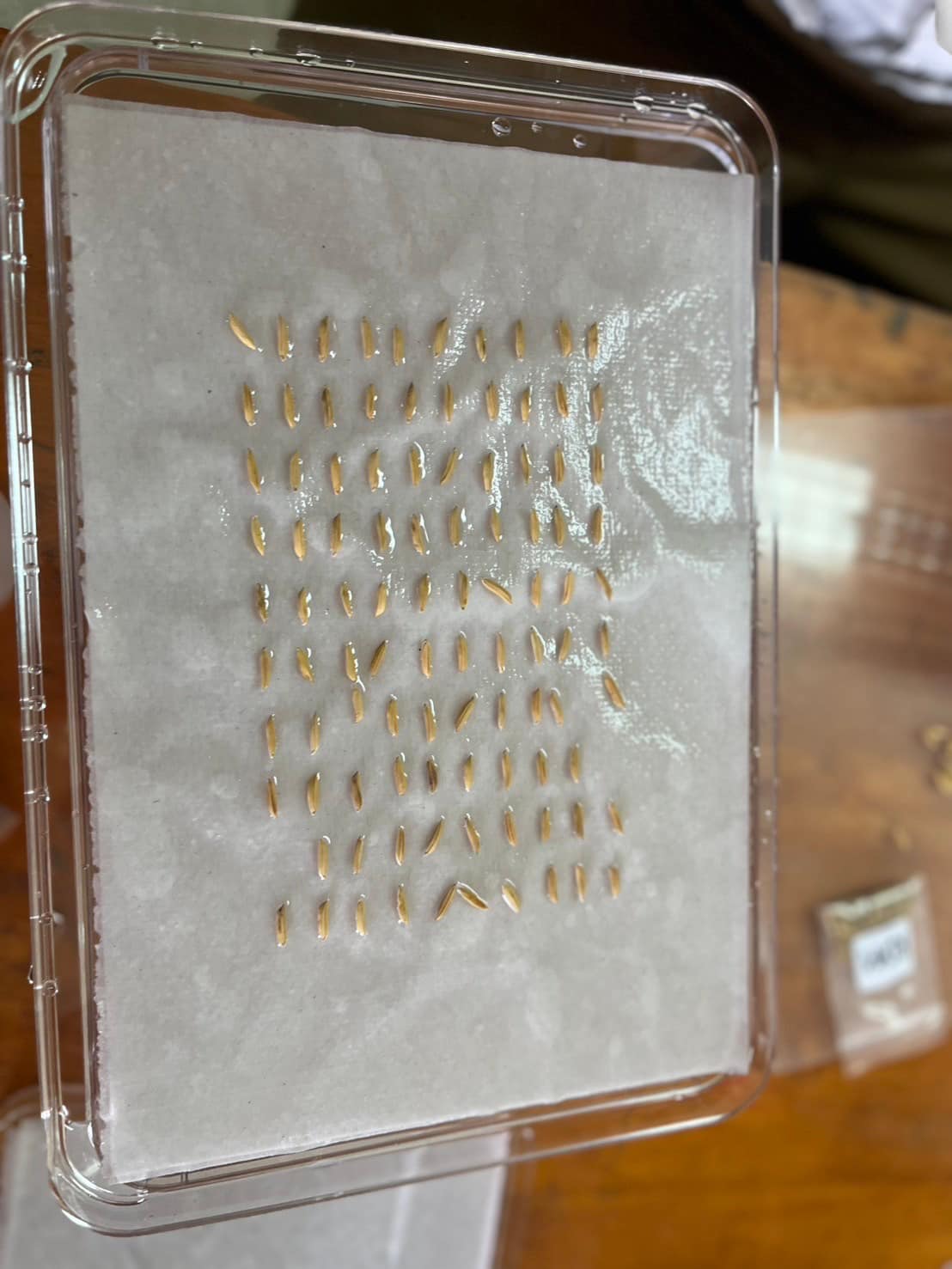 rice production day 17