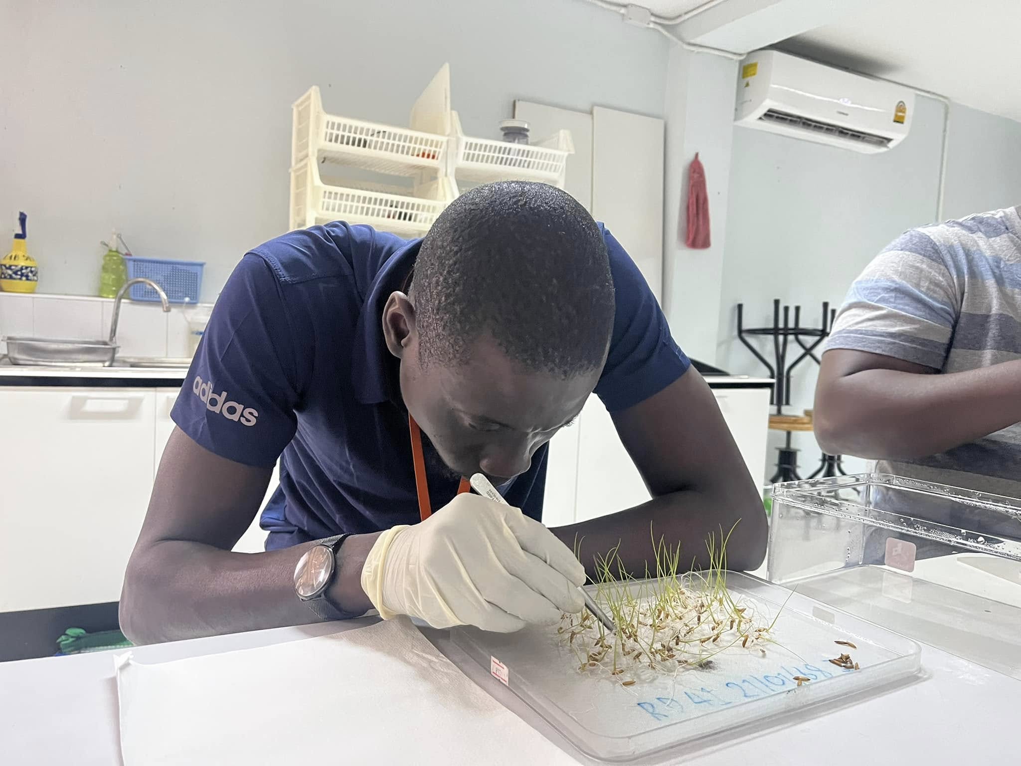 rice production day 17