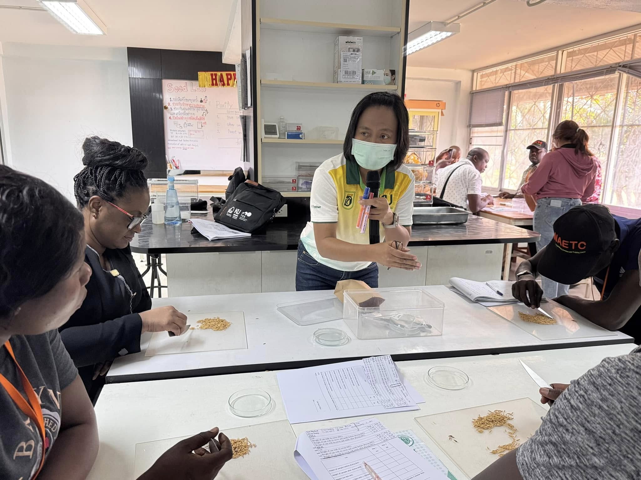 rice production day 17