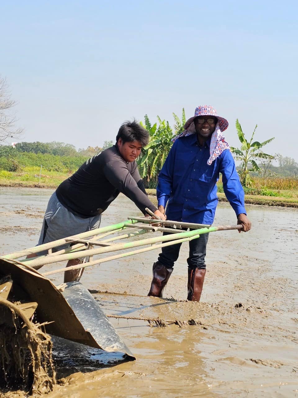 rice production day 17