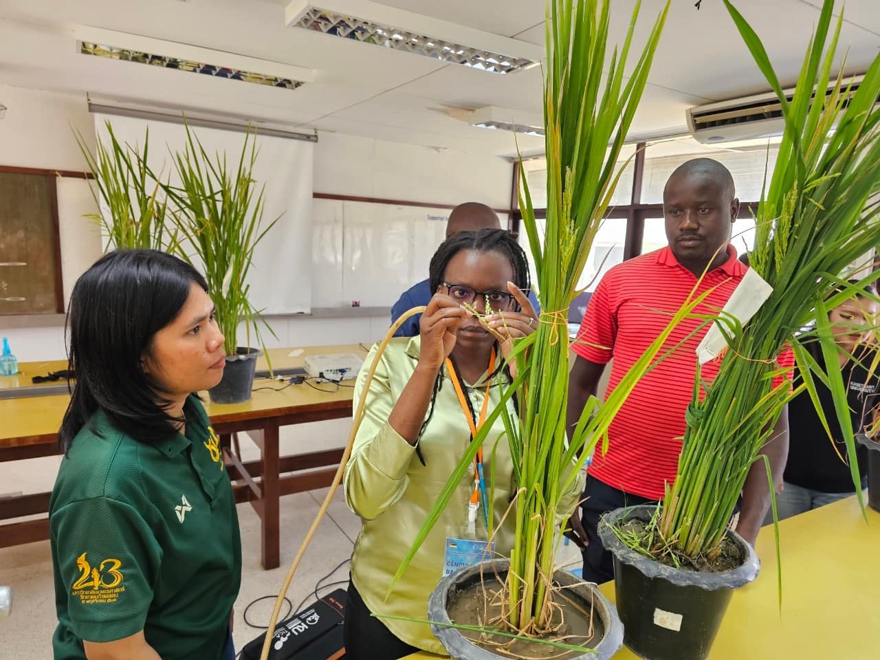 rice production day 18