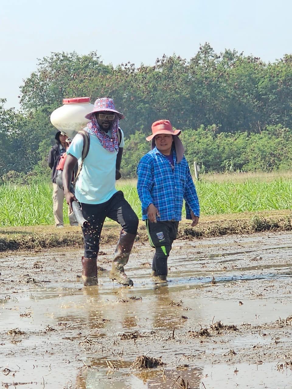 rice production day 18