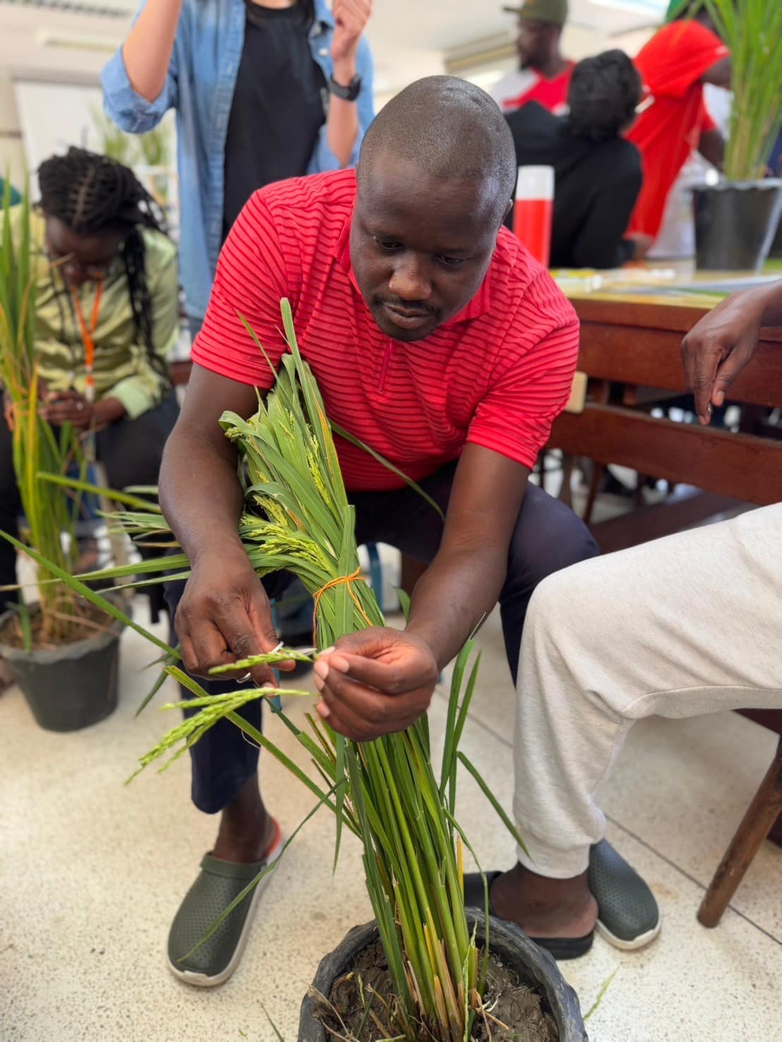 rice production day 18