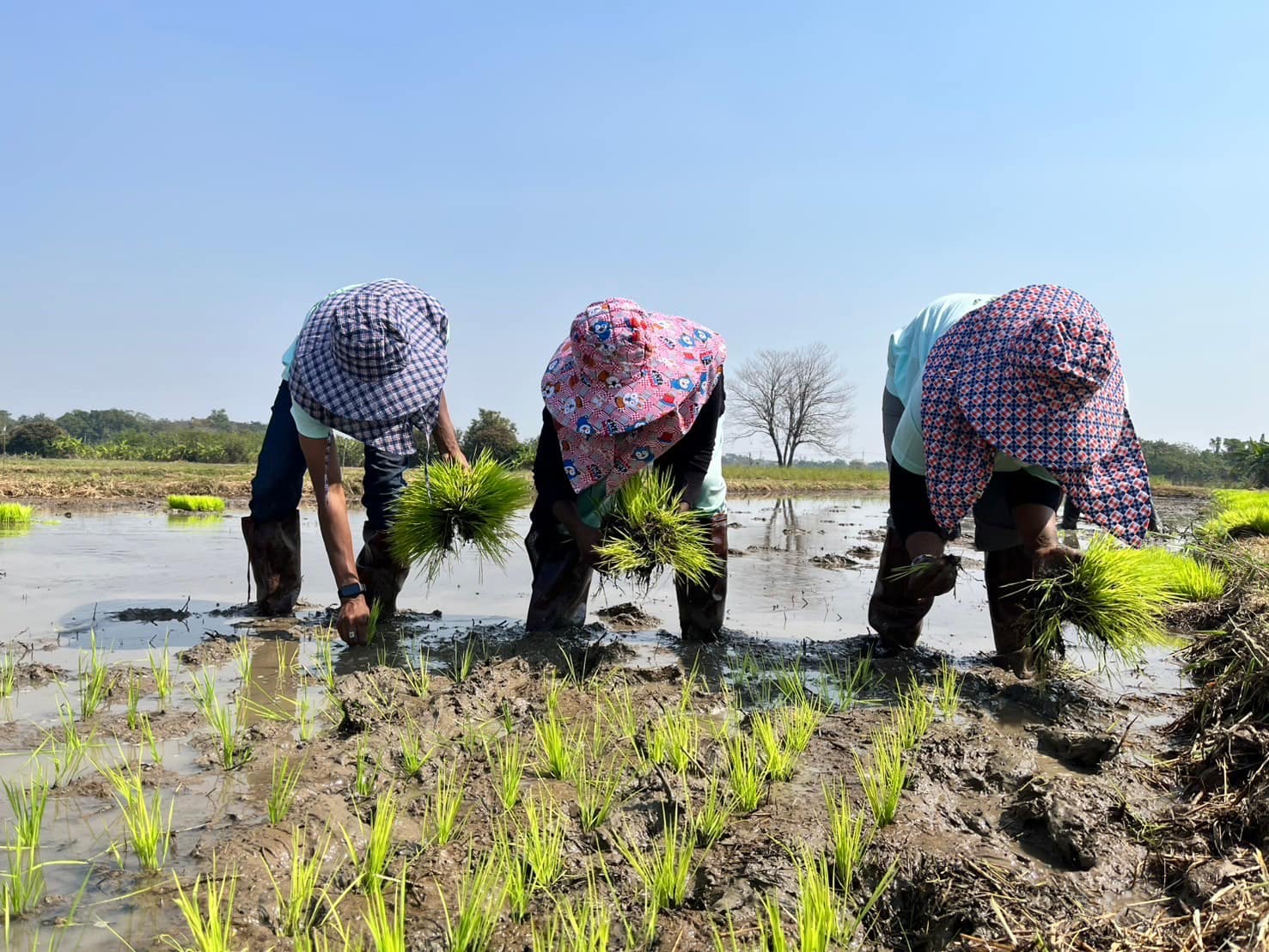 rice production day 18