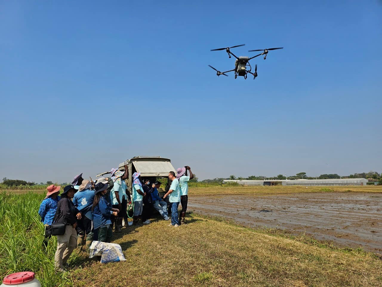 rice production day 18