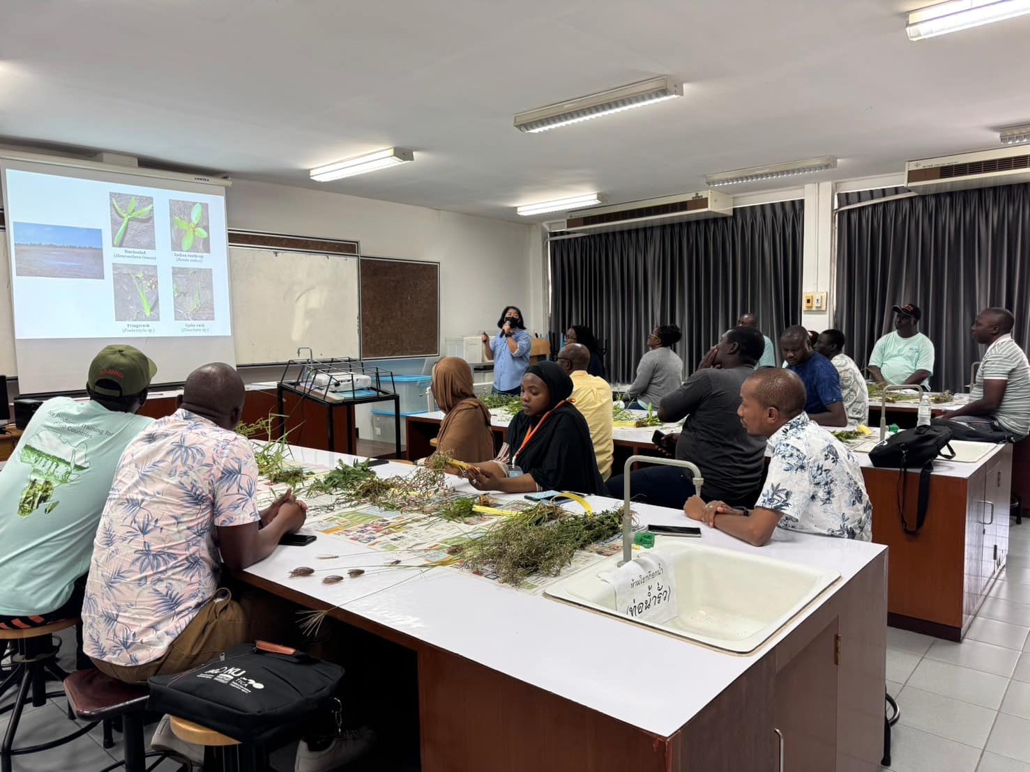 rice production day 20