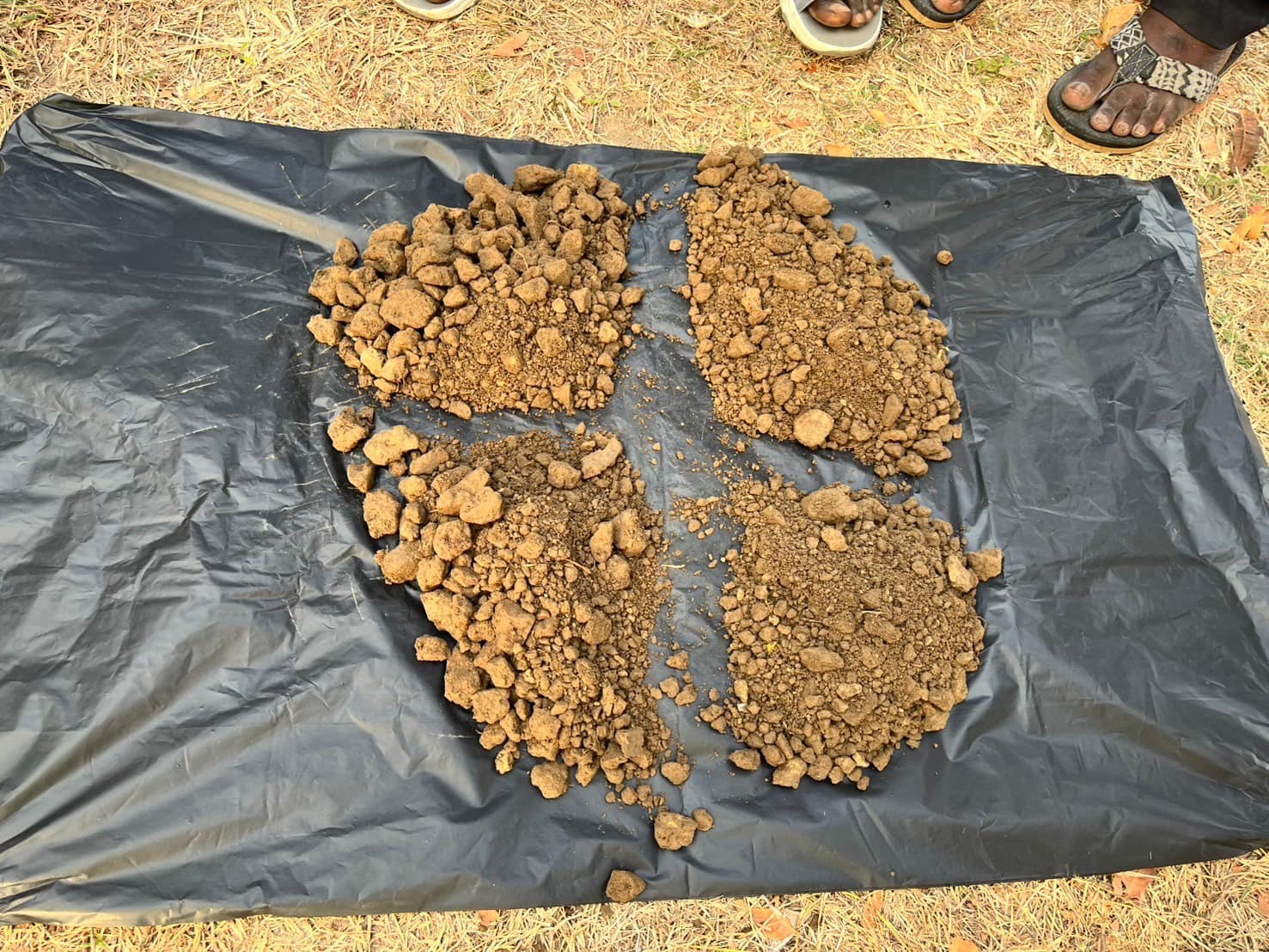 rice production day 19