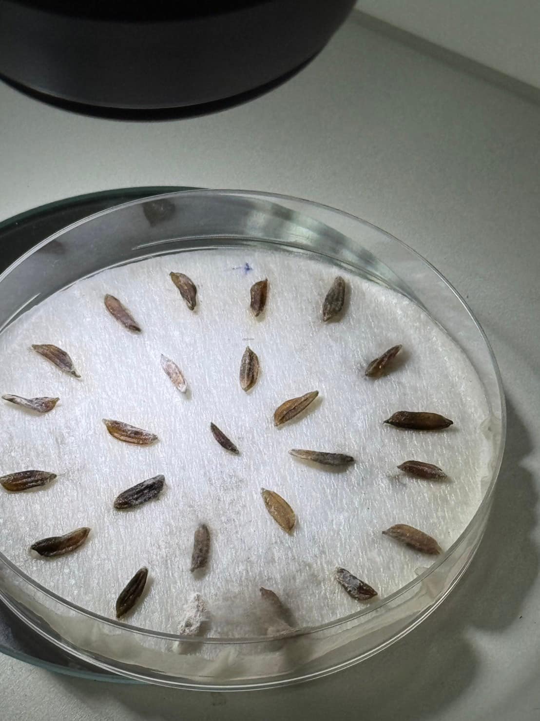 rice production day 21