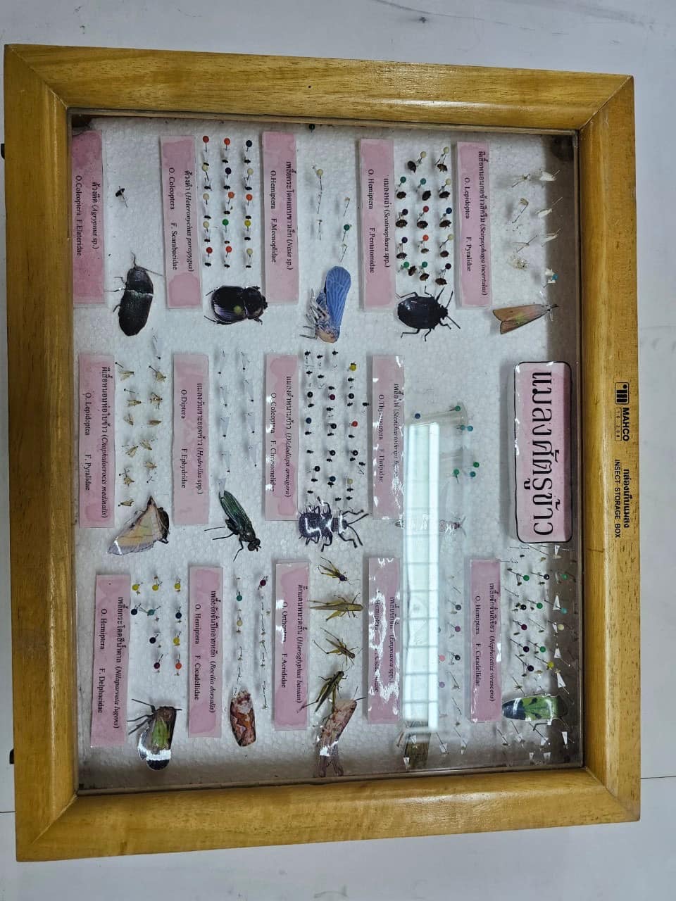 rice production day 21