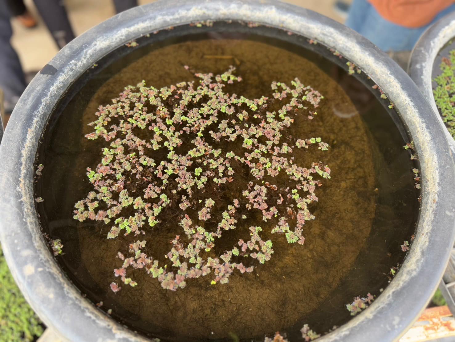 rice production day 22