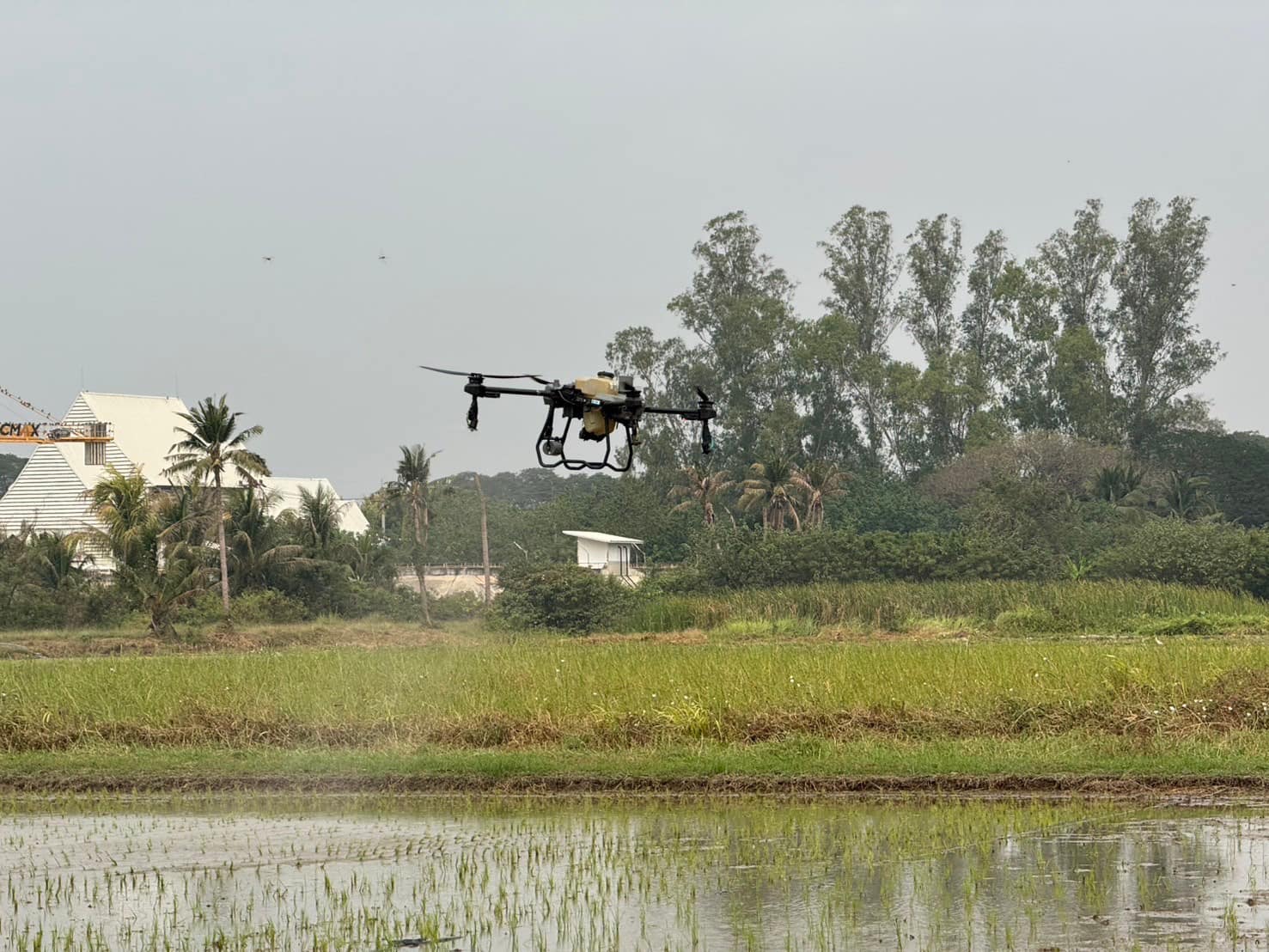 rice production day 20