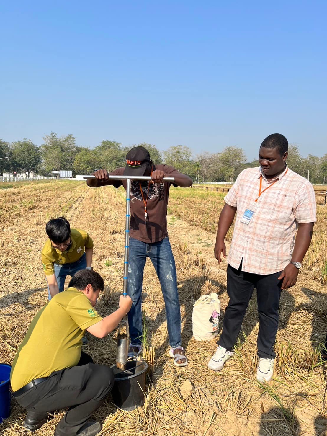 rice production day 19