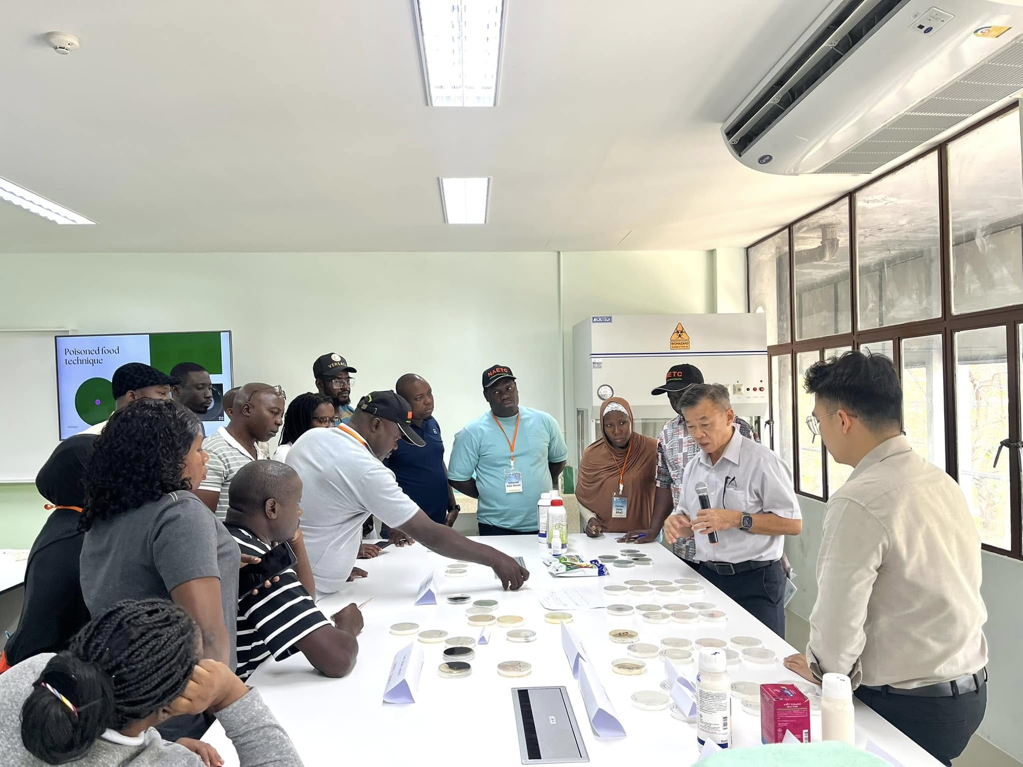 rice production day 21