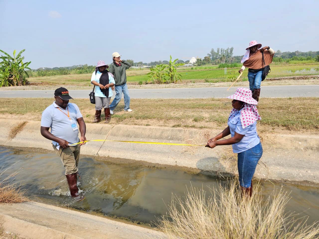 rice production day 22