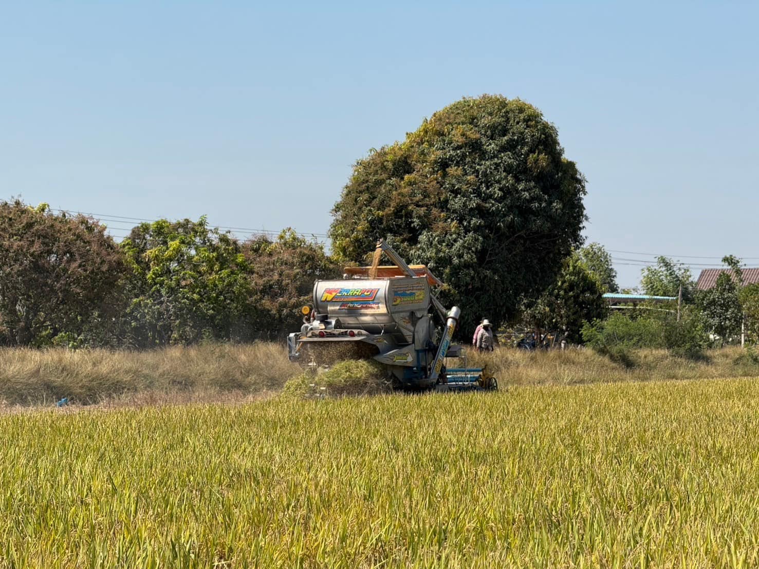 rice production day 24