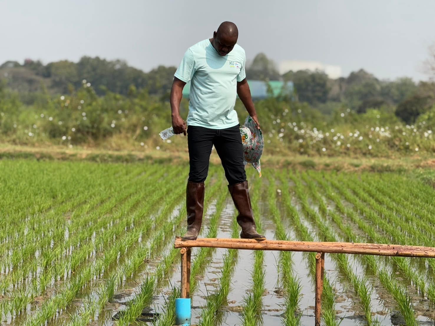 rice production day 22