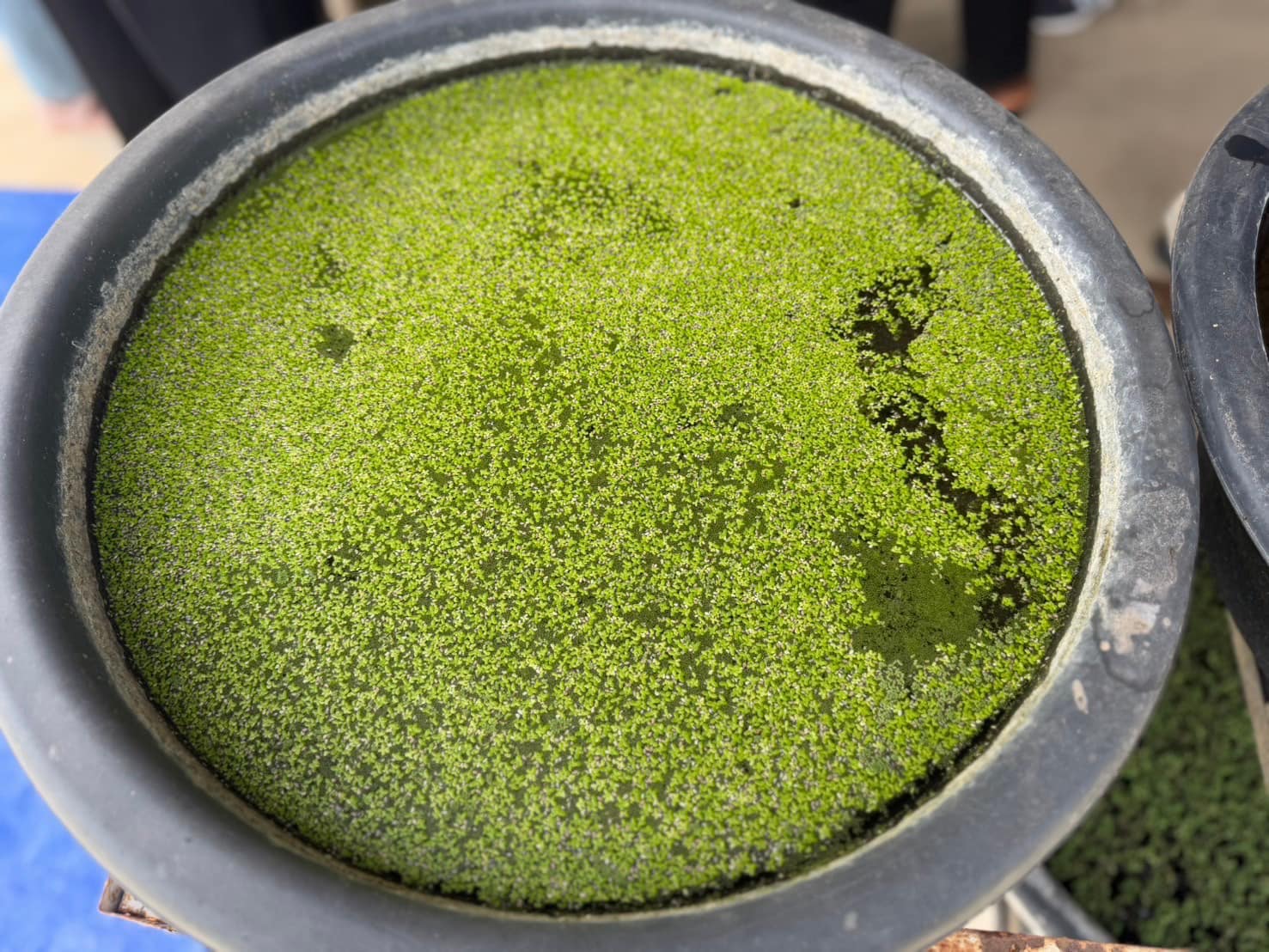 rice production day 22