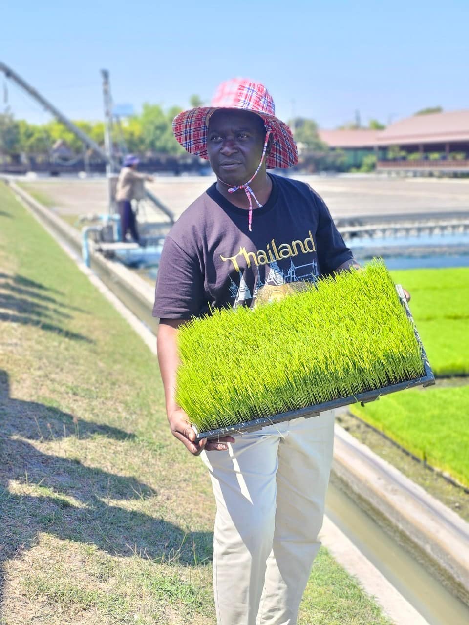 rice production day 24