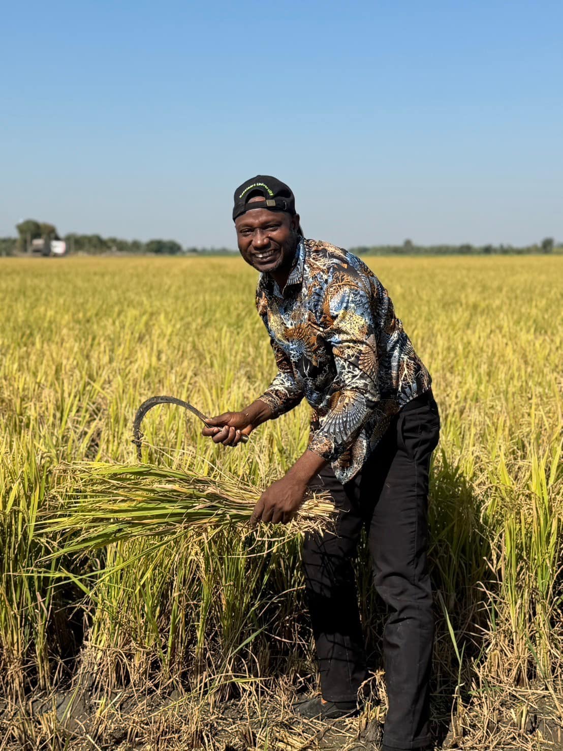 rice production day 24