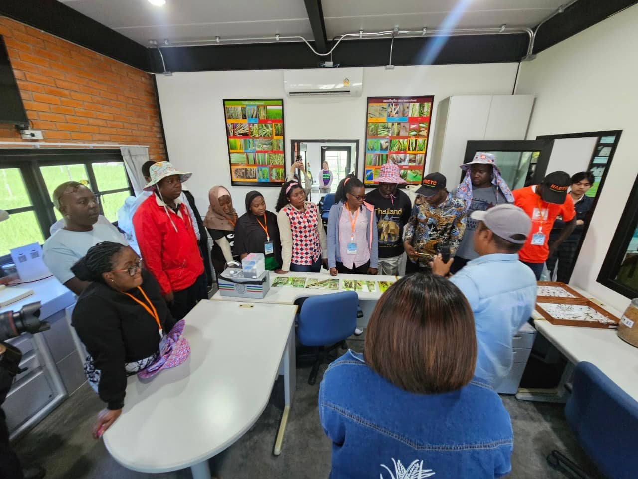 rice production day 24