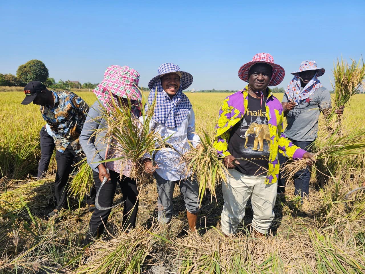 rice production day 24