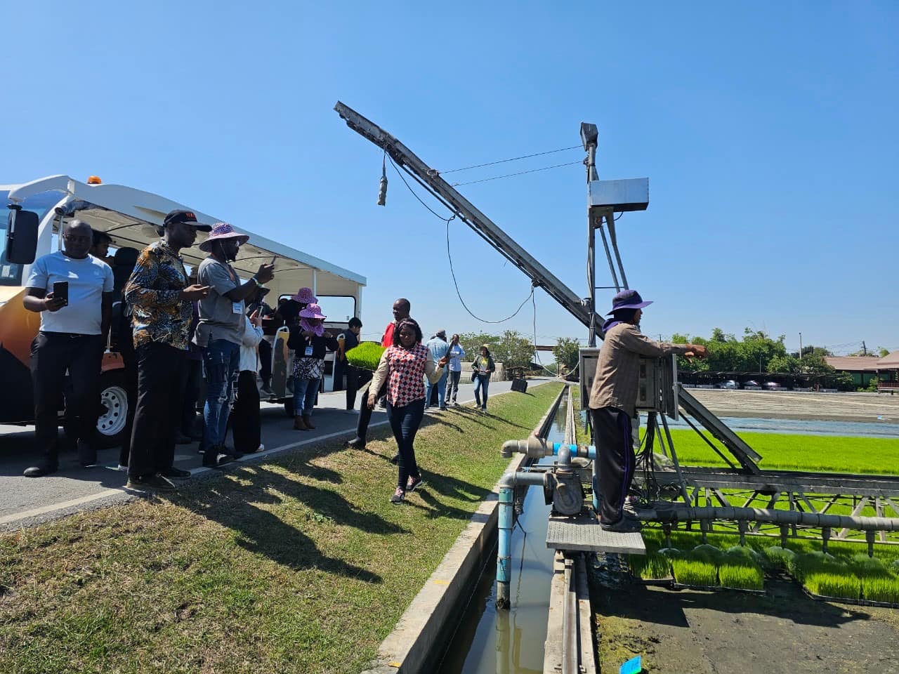 rice production day 24